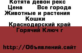 Котята девон рекс › Цена ­ 1 - Все города Животные и растения » Кошки   . Краснодарский край,Горячий Ключ г.